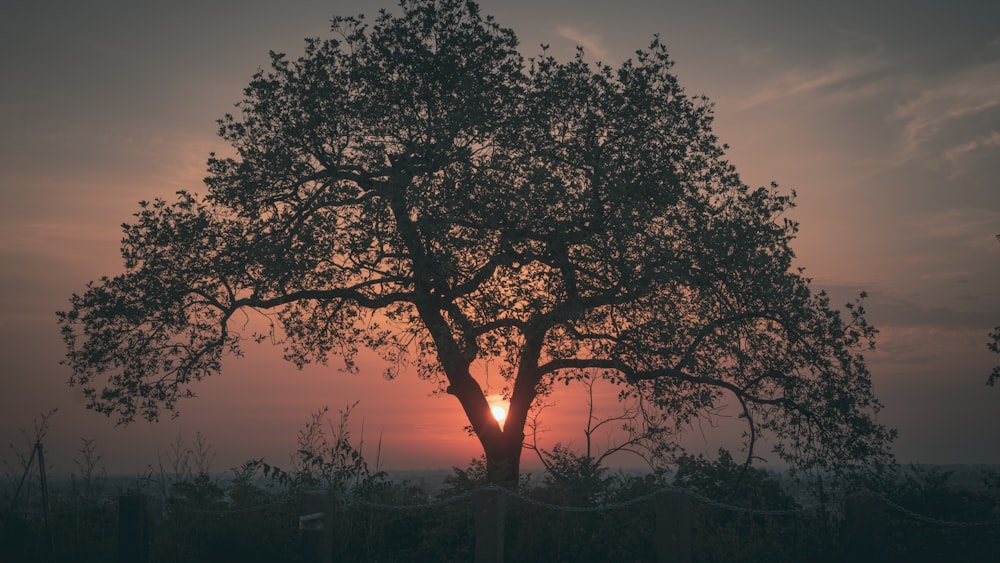 a tree with the sun behind it