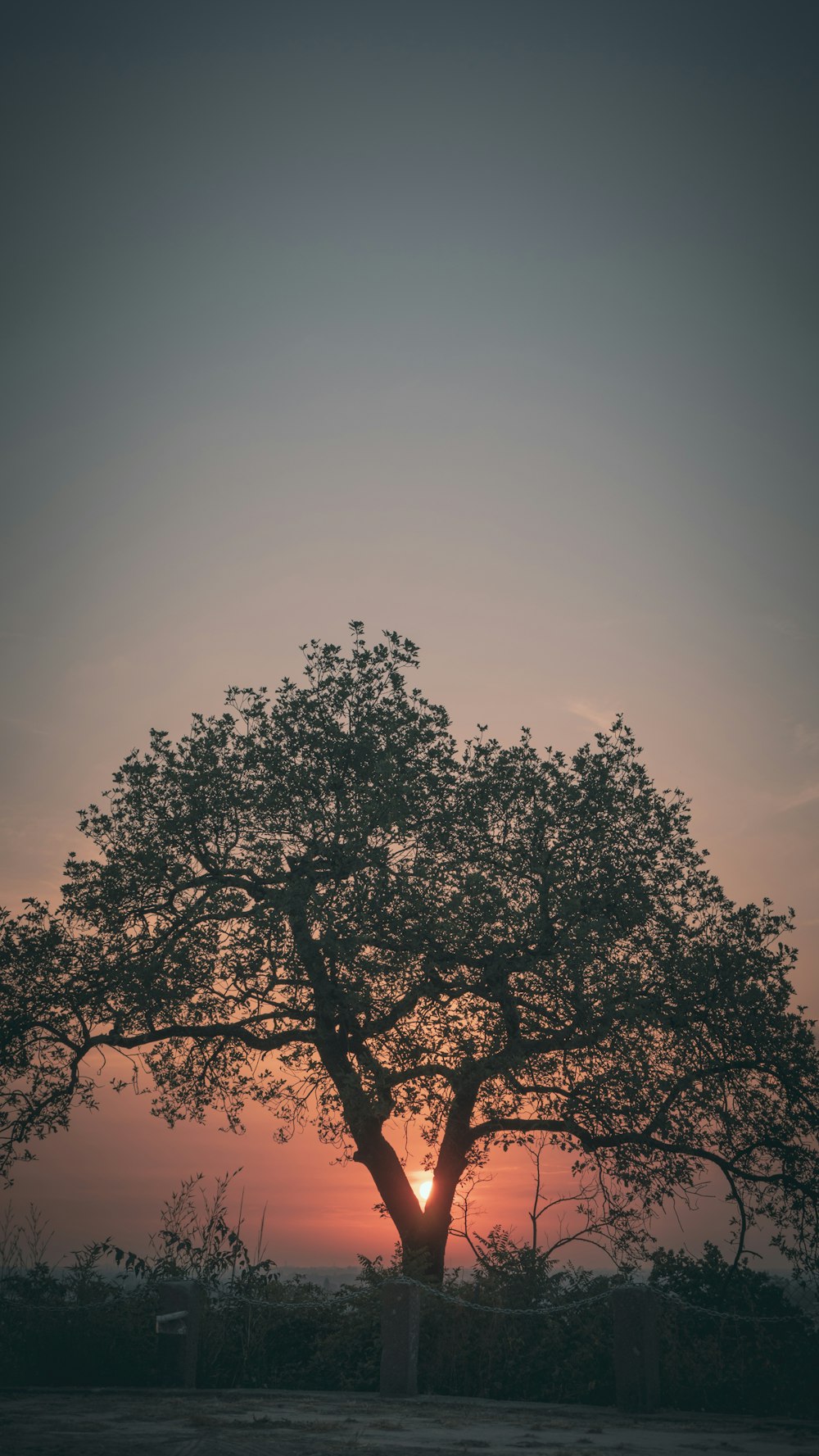 a tree with the sun behind it