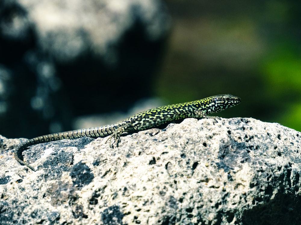 a green lizard on a rock