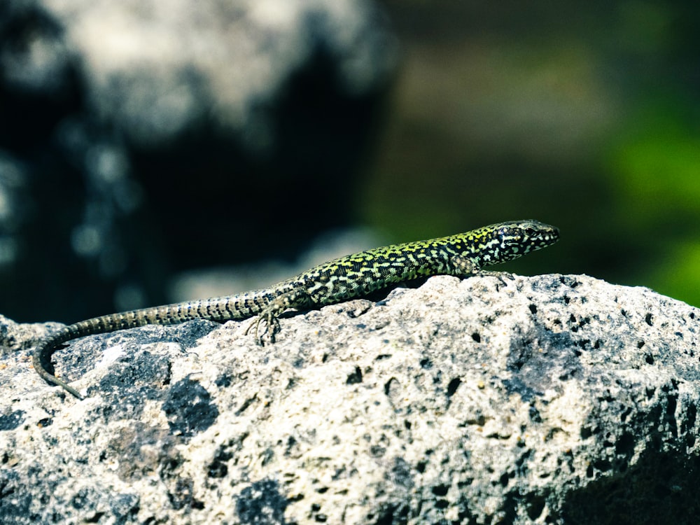 Un lézard vert sur un rocher