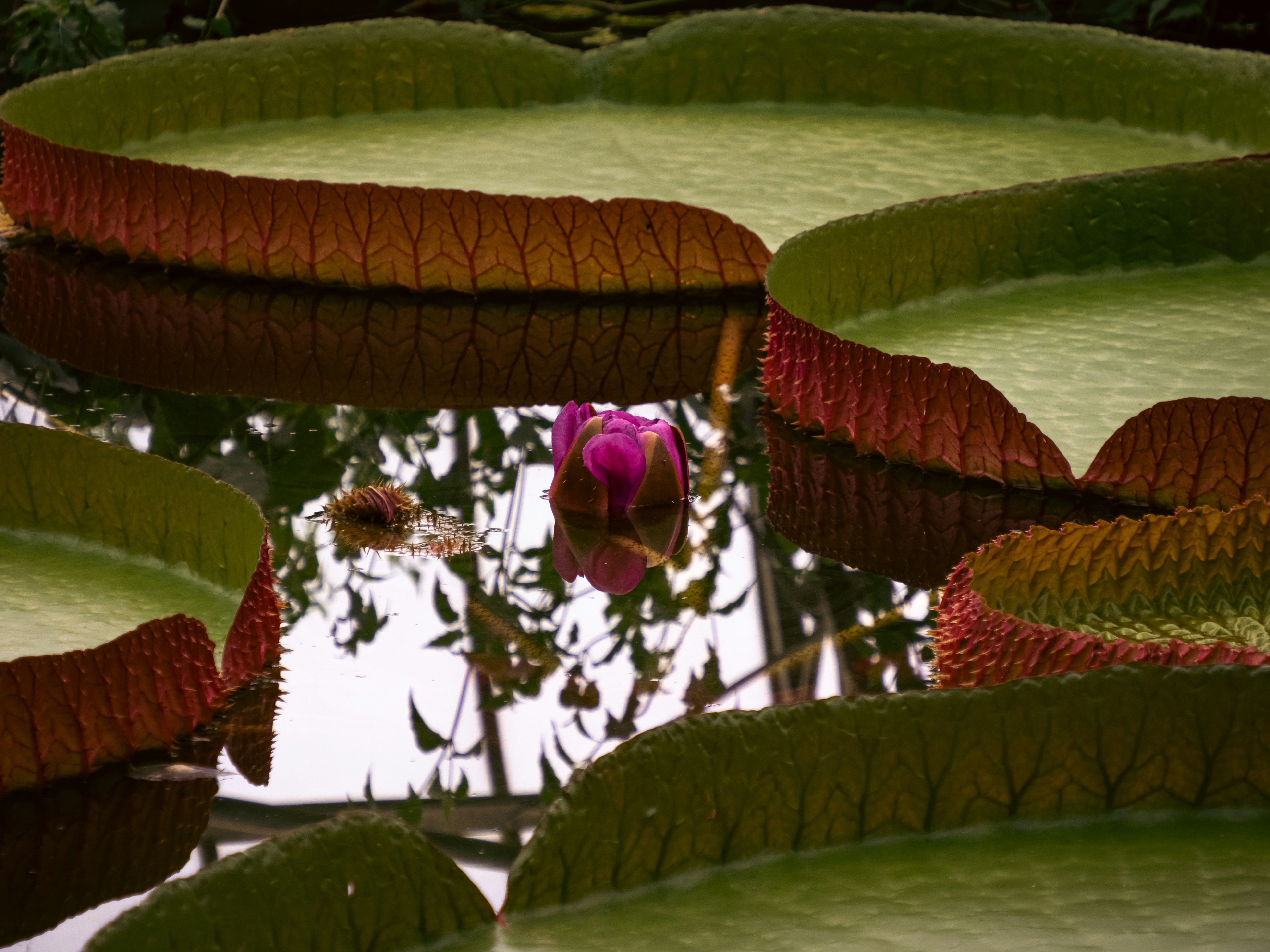 Giant Amazon Lilly pads in Ventnor Botanical gardens on the Isle of Wight