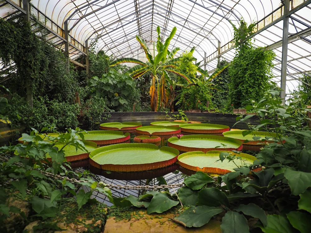 a large indoor garden