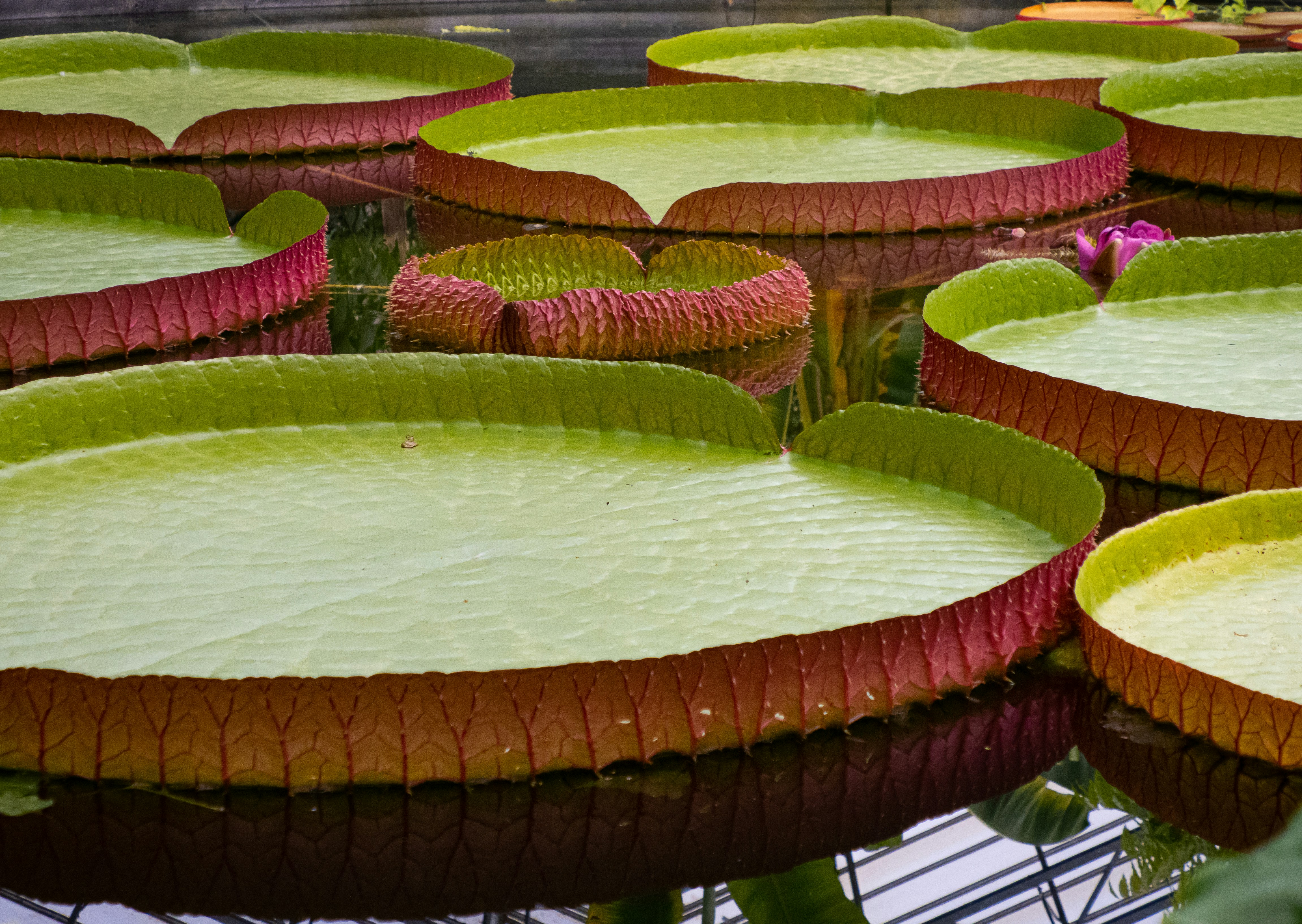 Image of: Rogue Scholar launches a Featured Posts Newsletter