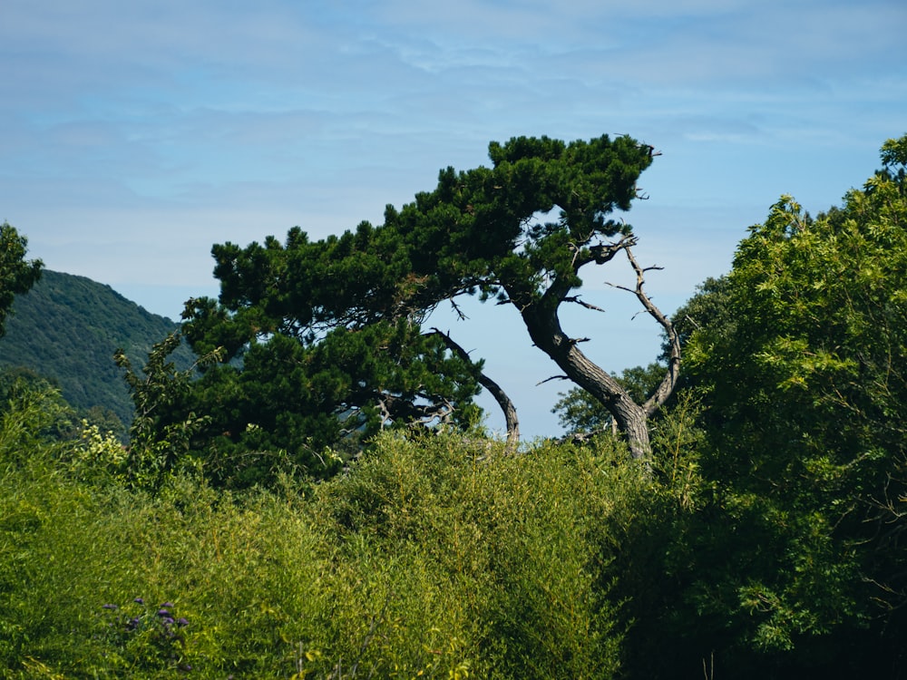 a tree in a field