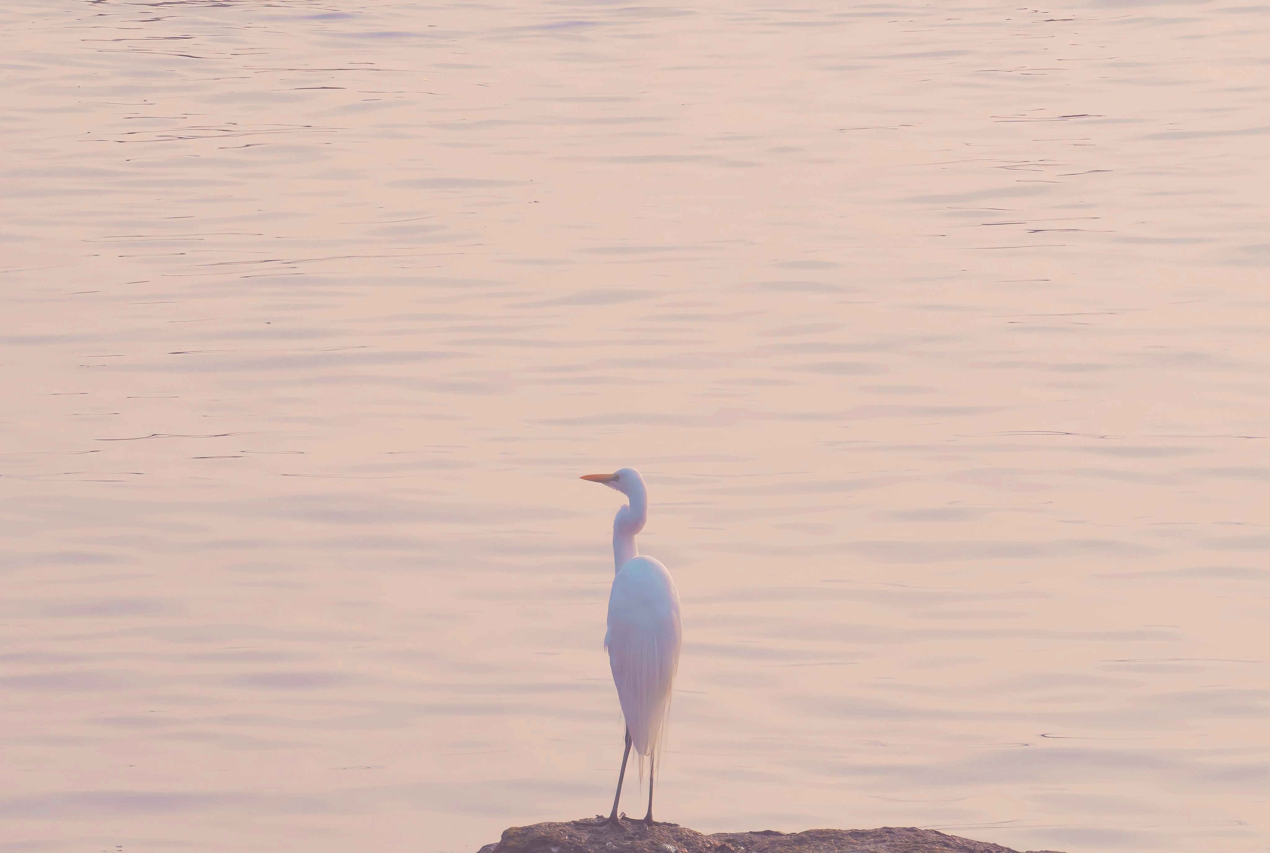 Photo by siddhant_rane