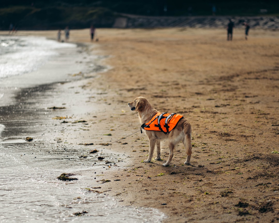 a dog on a beach