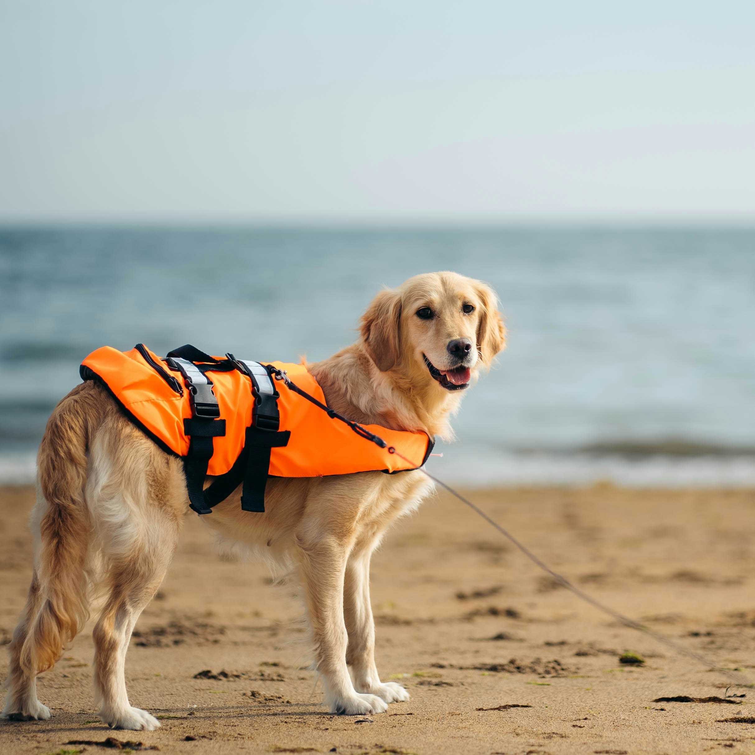 A dog wearing a life vest on a beach photo Free Clothing Image on