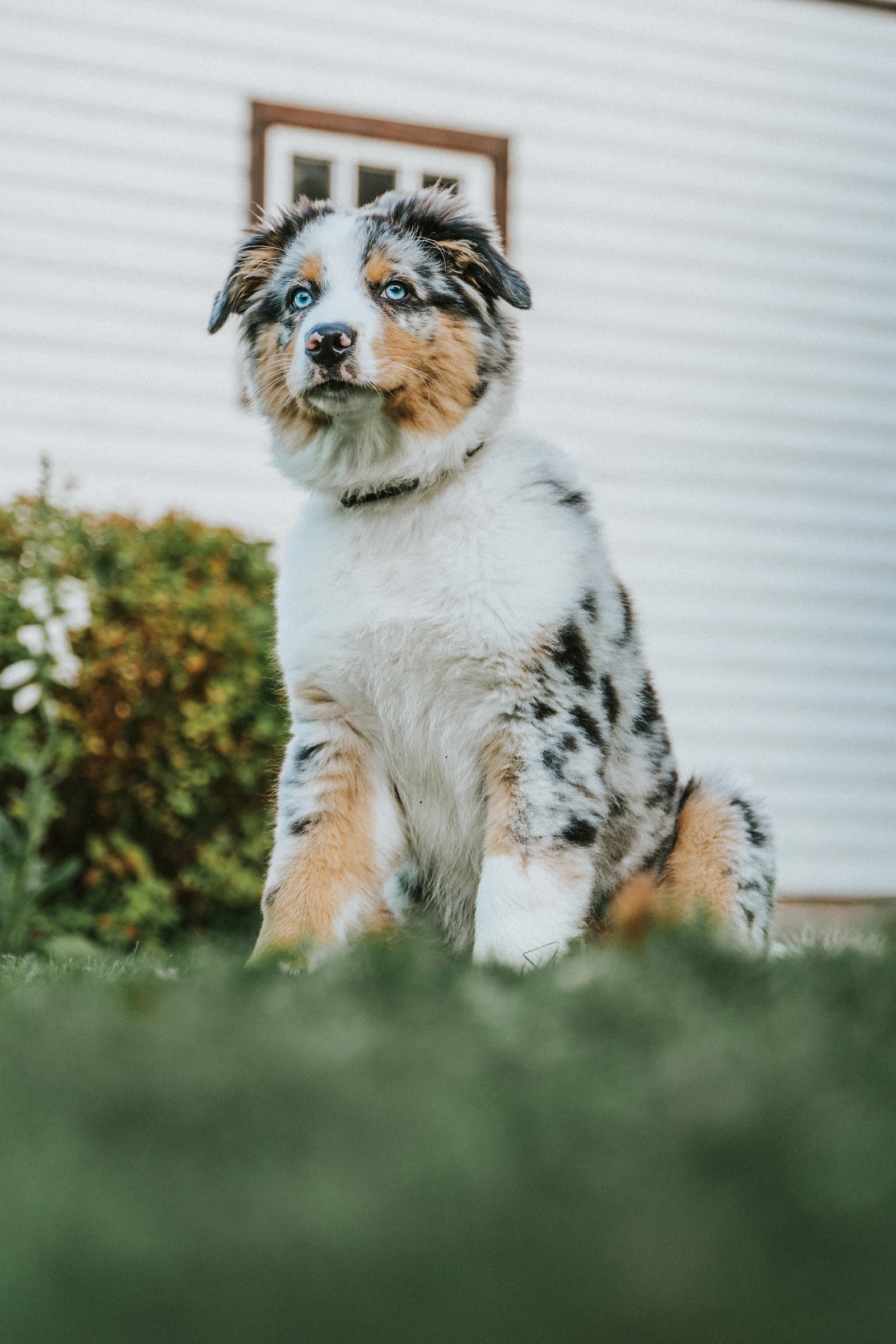 Dargle, a blue merle Australian Shepherd puppy, sitting on the lawn beside a house