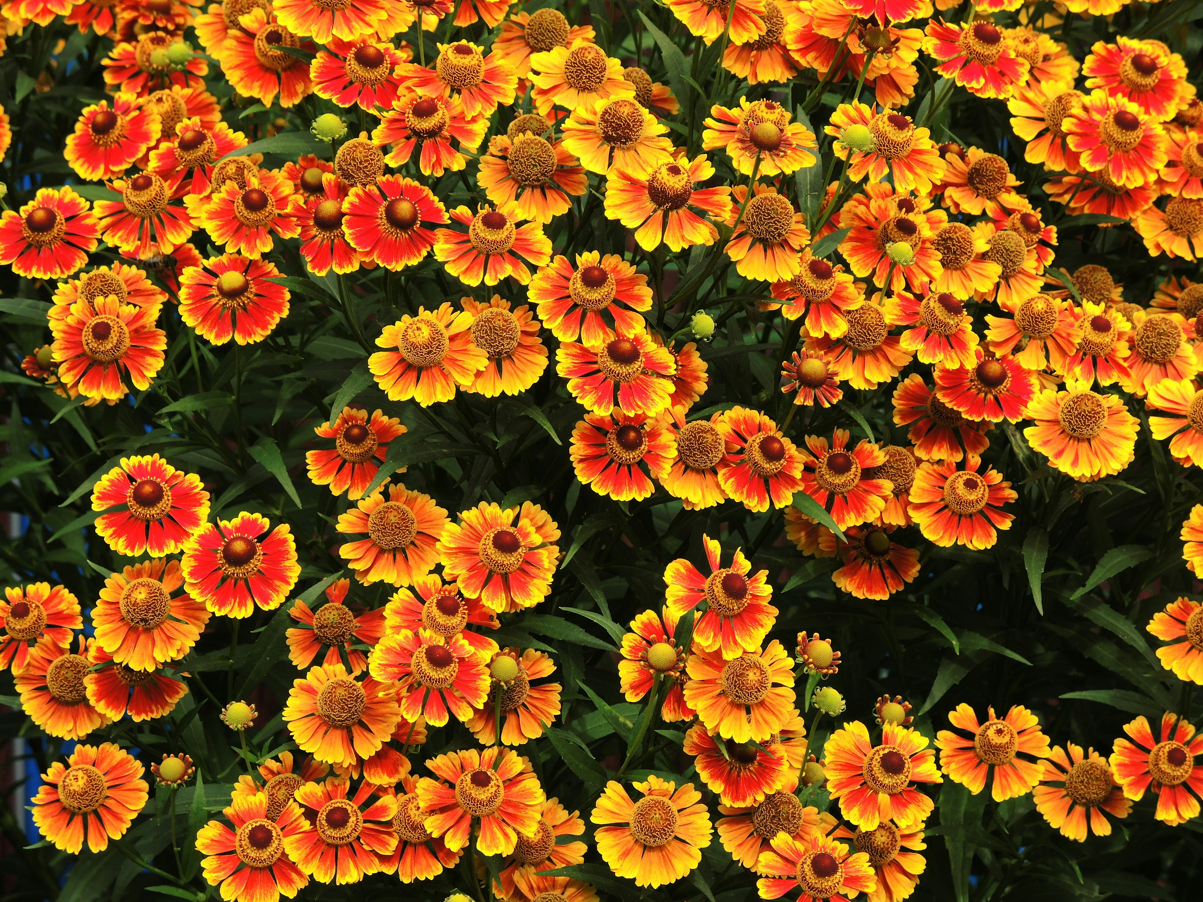 a field of orange flowers