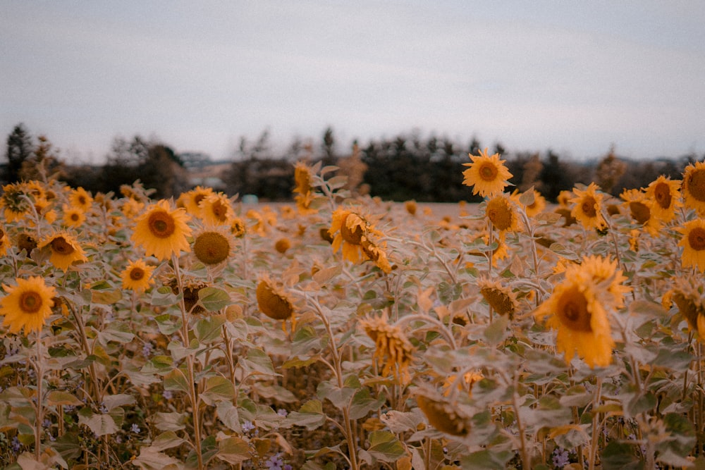 a field of sunflowers