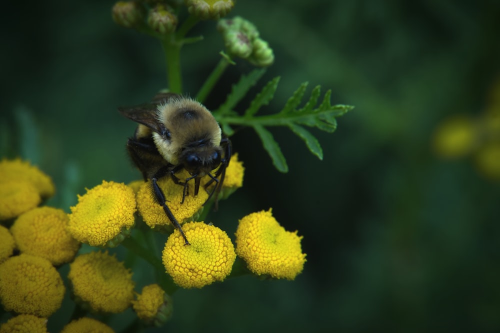 a bee on a flower