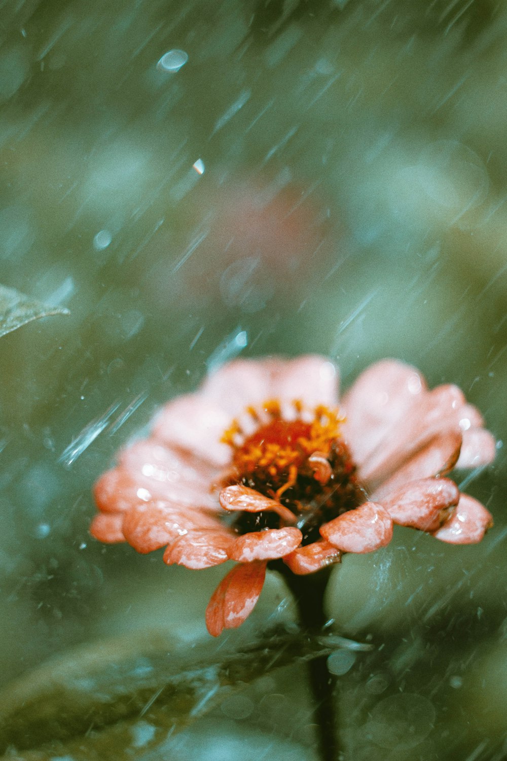 a close up of a flower