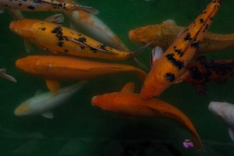 a group of yellow and black bugs