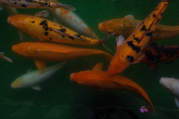 a group of yellow and black bugs