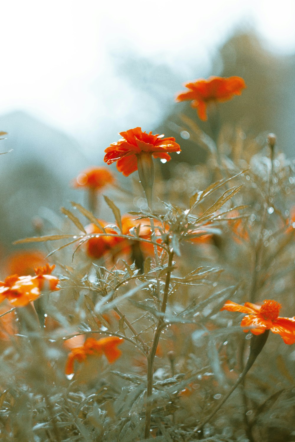 a group of orange flowers