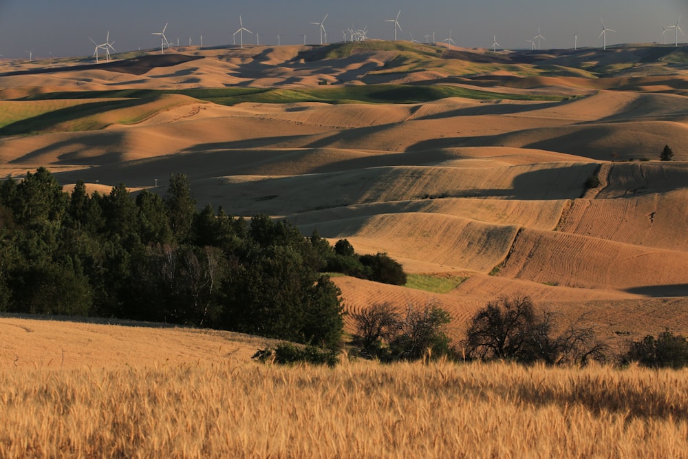 a landscape with trees and grass