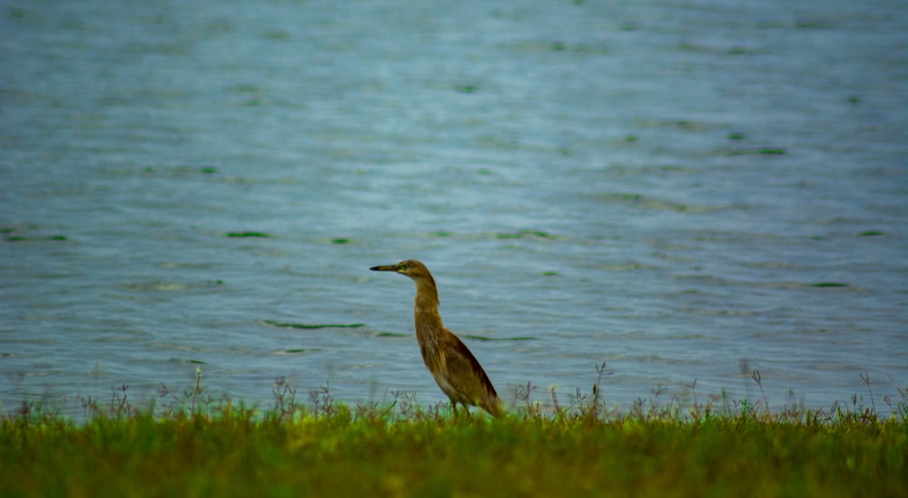 a bird standing in the grass