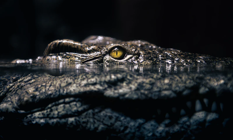 Black Caiman (Melanosuchus niger)