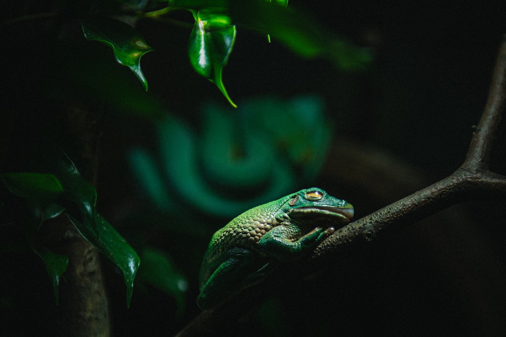 a couple of lizards on a branch