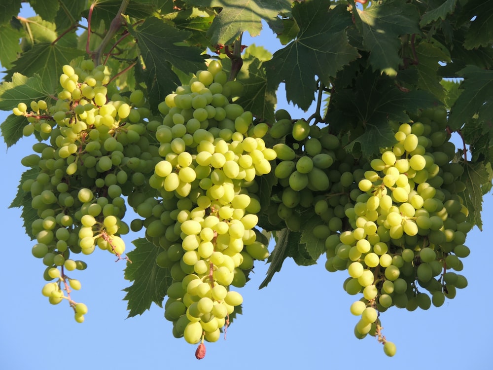 a bunch of grapes from a tree