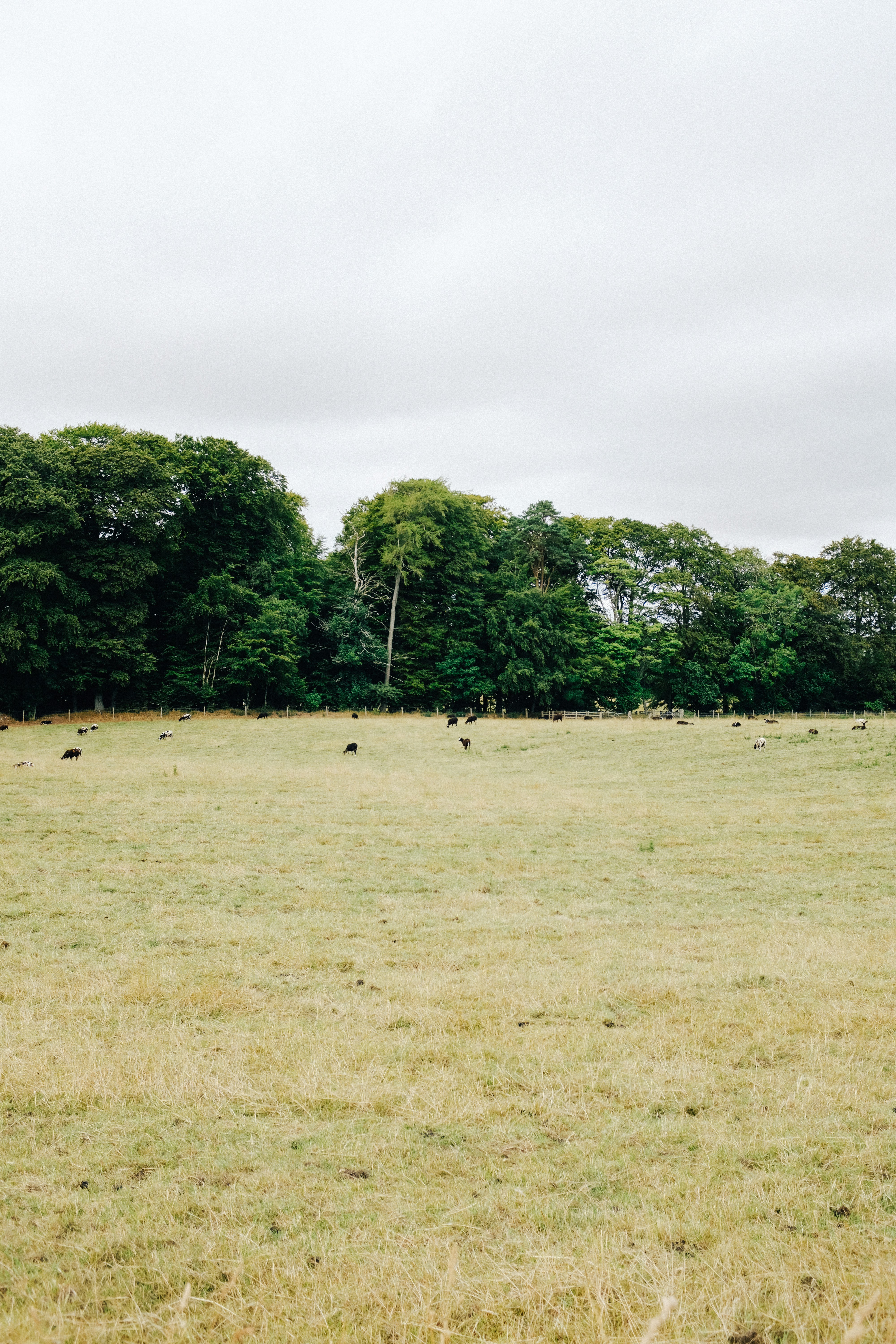 Photo by adrienolichon