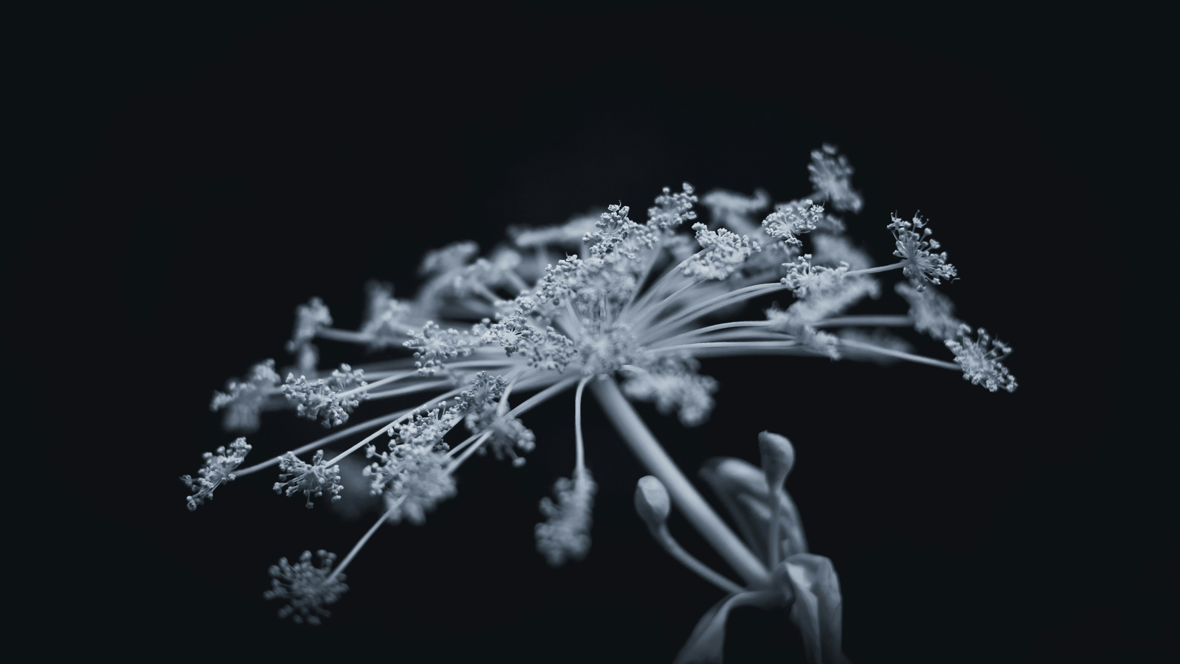 a close-up of some flowers