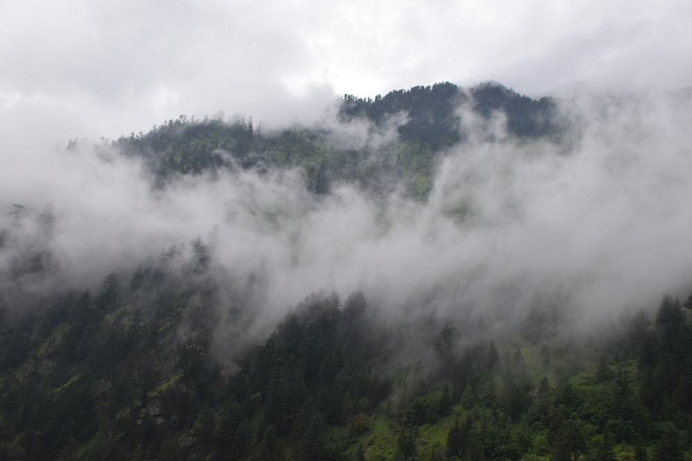 a forest of trees