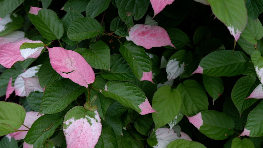 a group of pink flowers