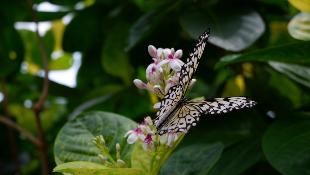 a butterfly on a flower