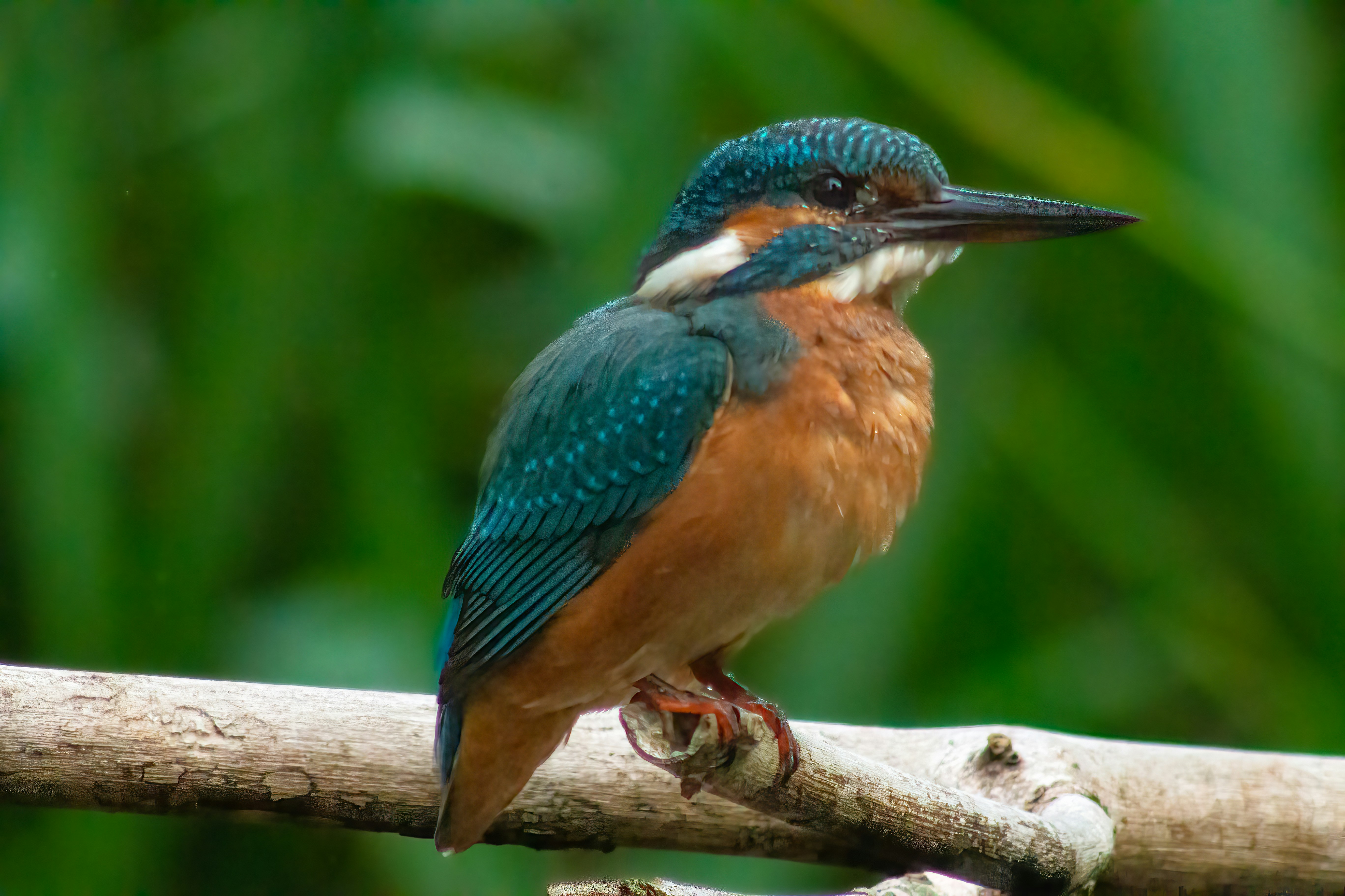 Photo by kennygoossen