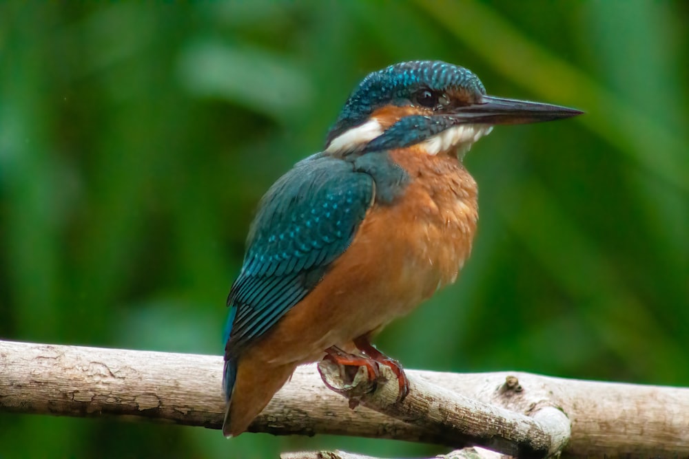 a bird on a branch