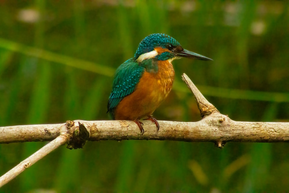 a bird on a branch