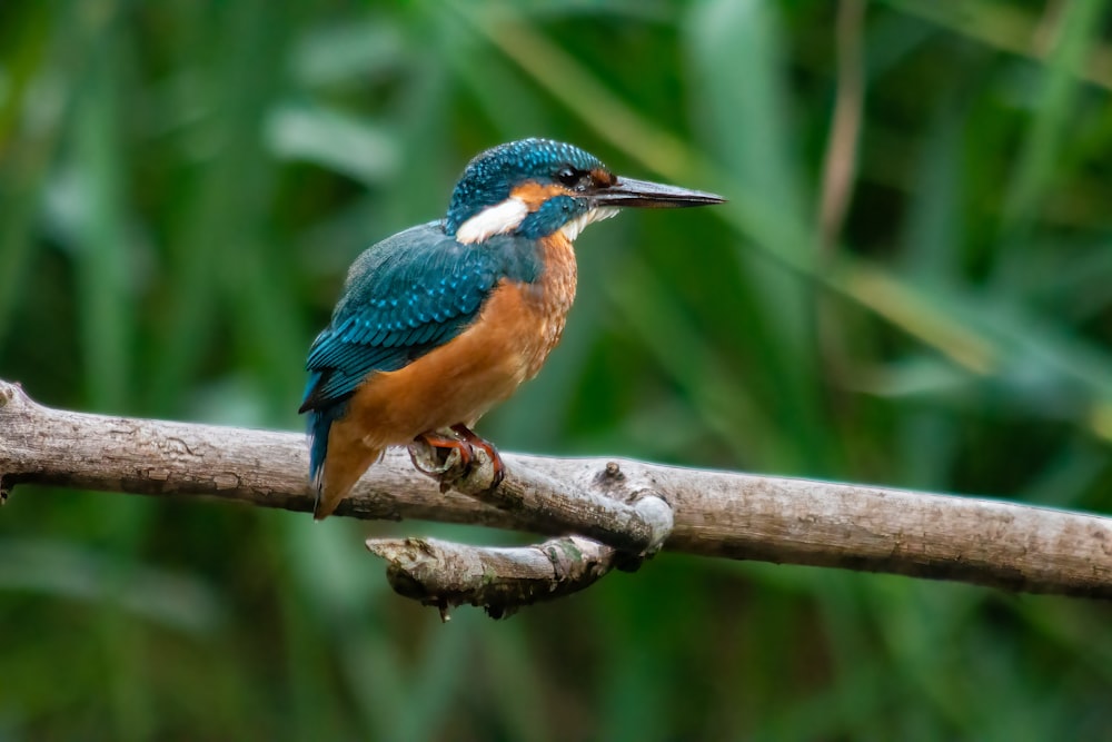 a bird on a branch