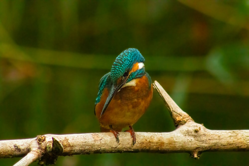 a colorful bird on a branch