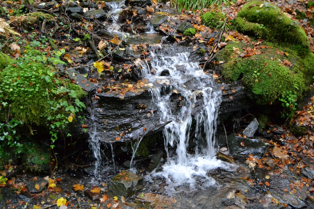 a small waterfall in a forest