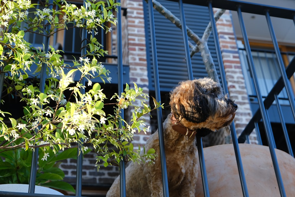 a dog sitting on a bench