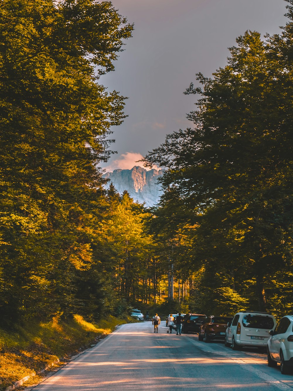 a road with trees on the side