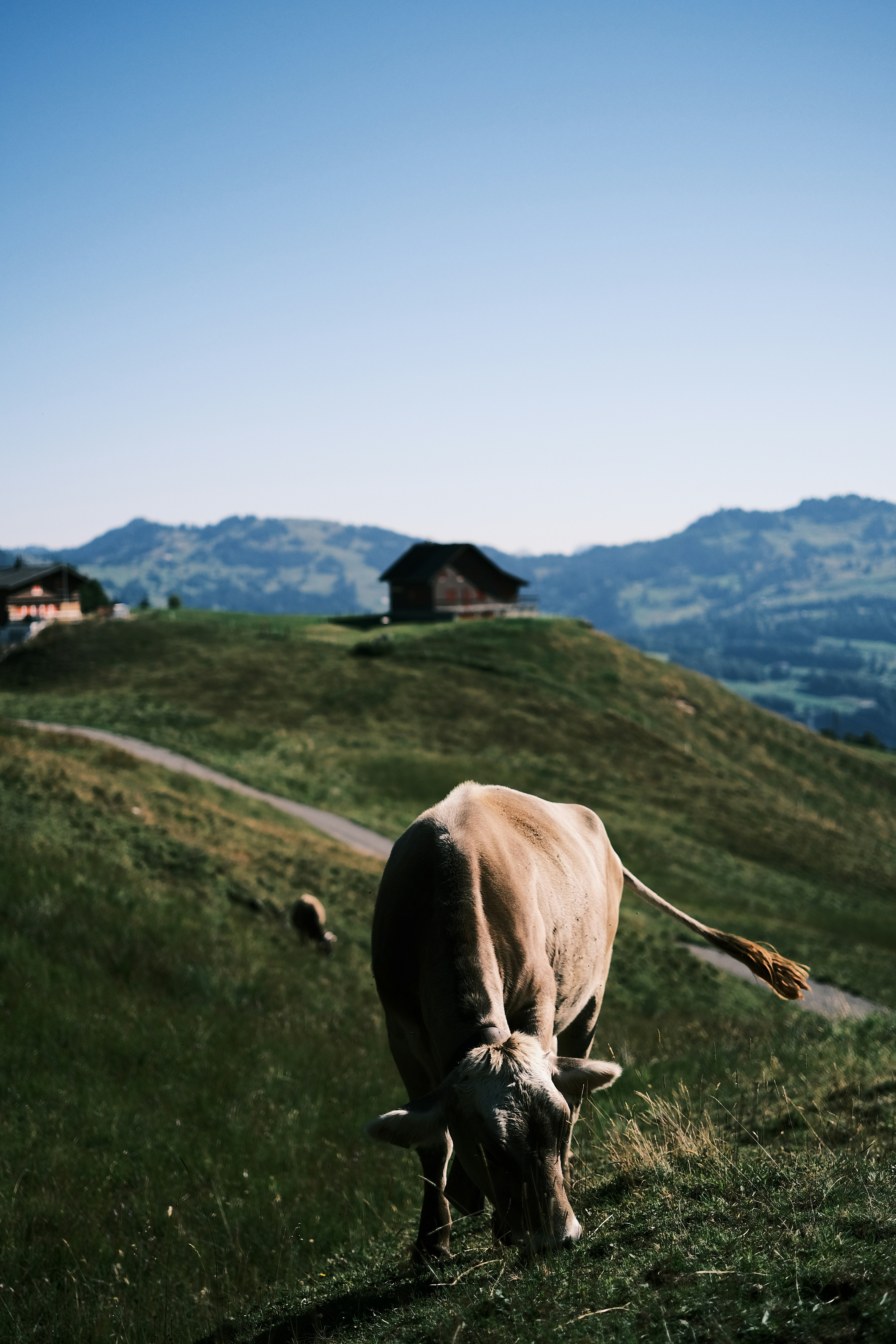 Photo by purzlbaum