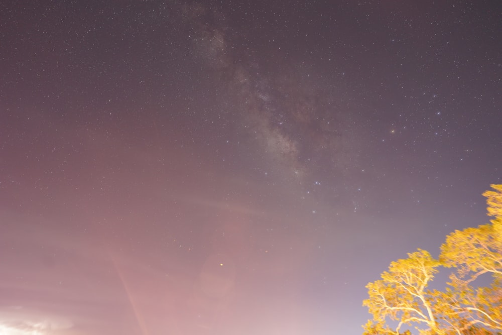 a tree with a starry sky