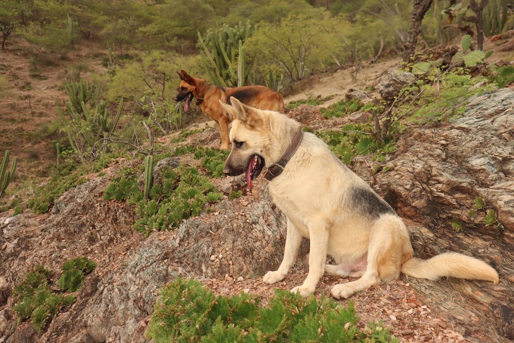 two dogs on a rocky hill