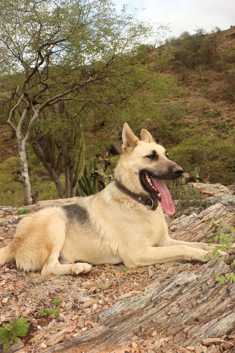 a dog lying on a log