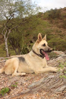 a dog lying on a log