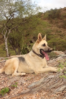 a dog lying on a log
