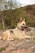a dog lying on a log