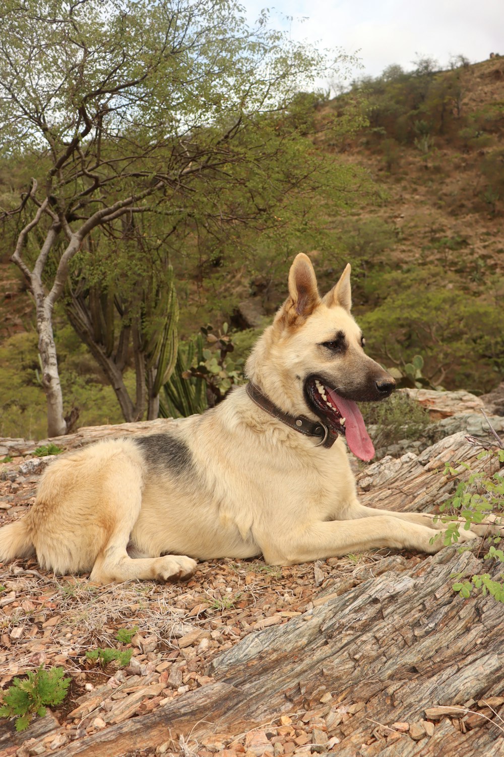 a dog lying on a log