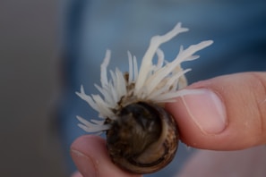 A hand holding a small marine creature, possibly a hermit crab with white, soft tentacle-like structures protruding from its shell. The background is blurred, emphasizing the focus on the creature and fingers.