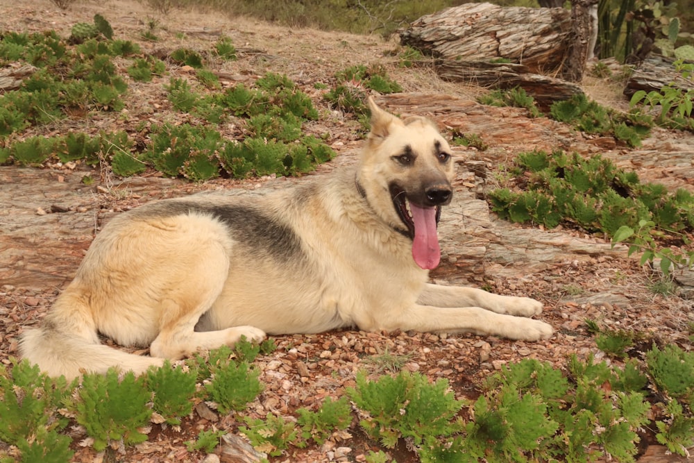 a dog lying on the ground