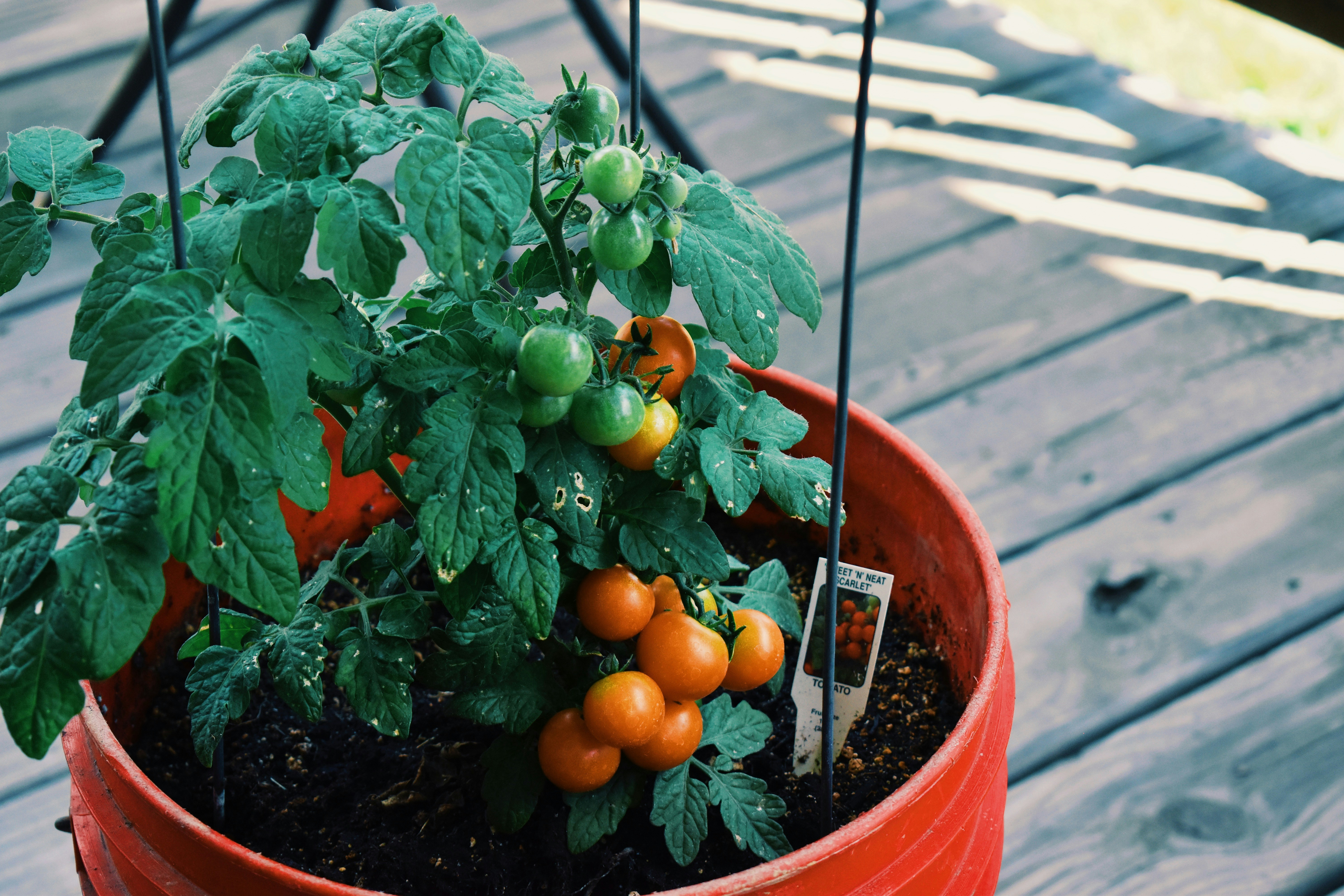Growing tomatoes in pots - A variety of colorful tomatoes growing in pots on a sunny patio.
