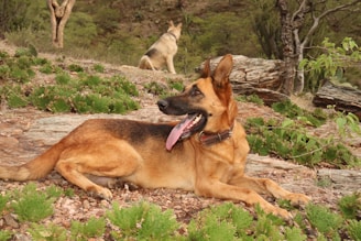 perro pastore aleman que come dieta barf de crubo 