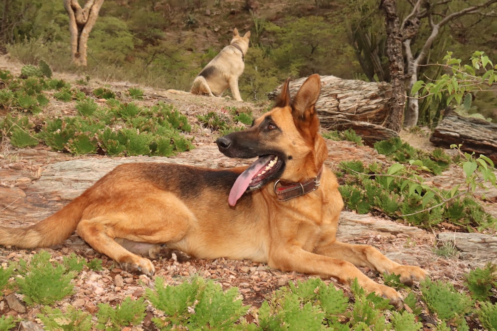 a dog lying on the ground